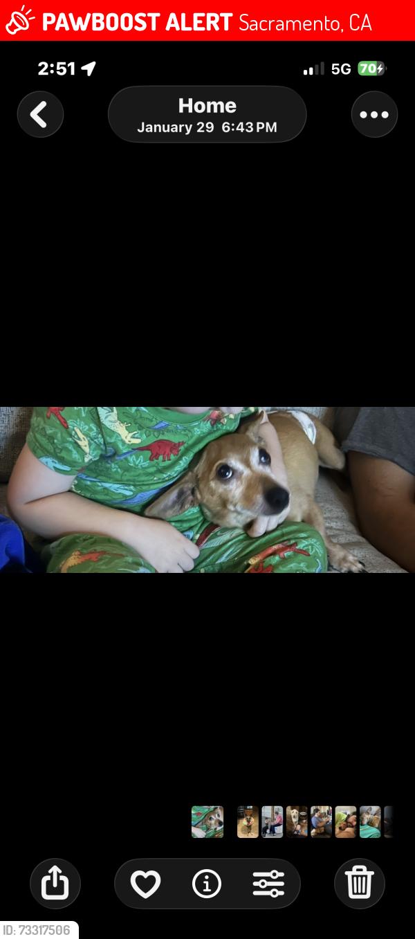 Lost Male Dog last seen By Robert frost park, Sacramento, CA 95842