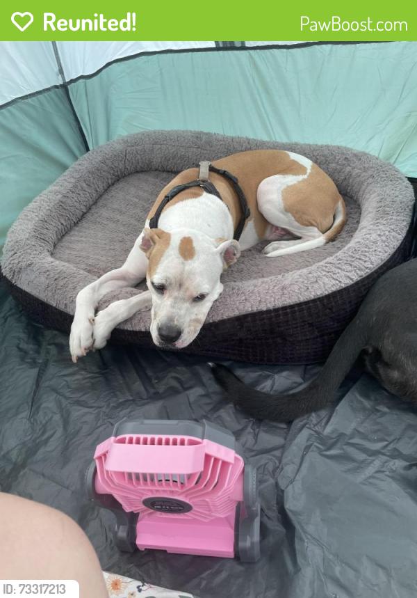 Reunited Male Dog last seen W Emory Rd & Gill Rd, Powell, TN 37849