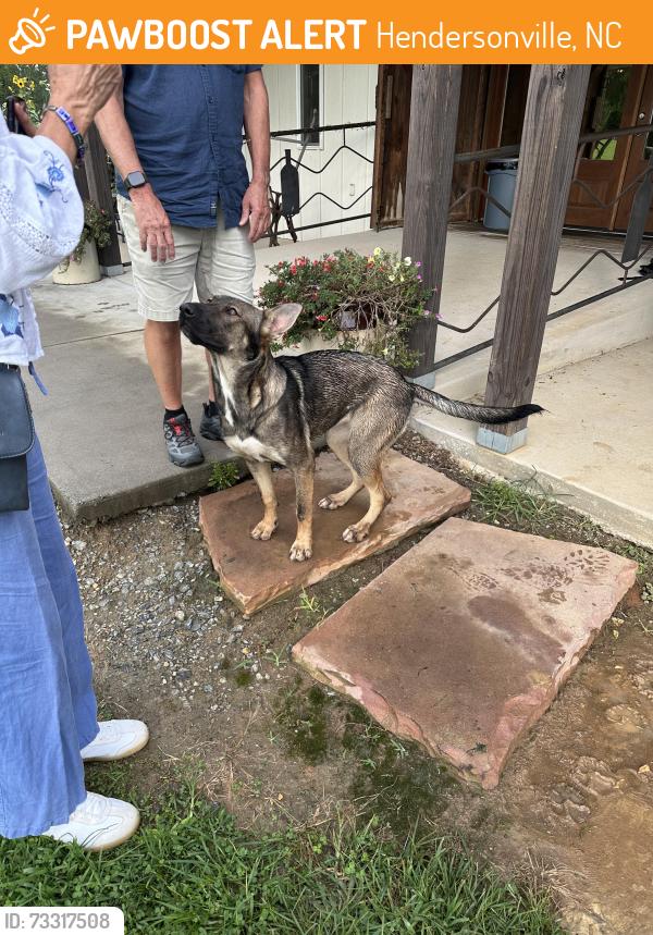 Found/Stray Female Dog last seen Appalachian ridge artisan cidery, Hendersonville, NC 28792