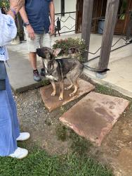 Found/Stray Female Dog last seen Appalachian ridge artisan cidery, Hendersonville, NC 28792