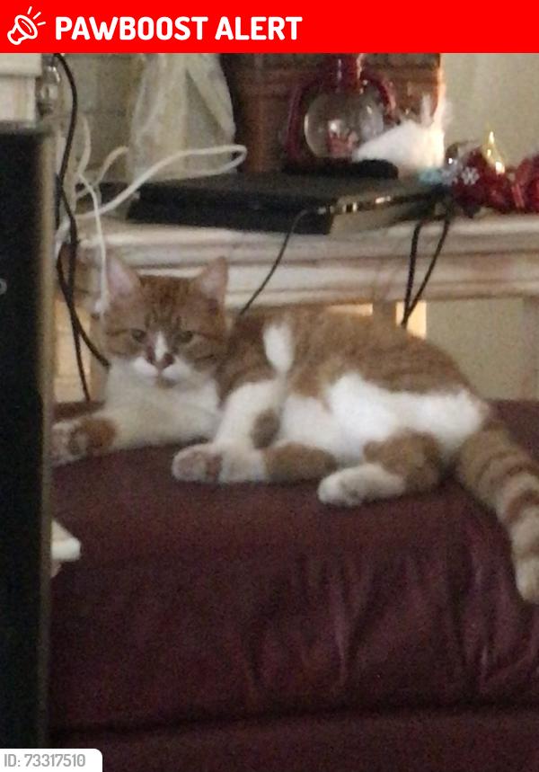 Lost Male Cat last seen Breeze and Laurel, North Fort Myers, FL 33917