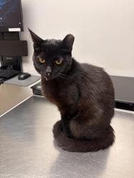 Lost Female Cat last seen Willow and Belmont Ave, Roosevelt, CA 93727