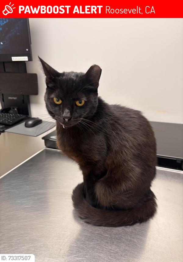 Lost Female Cat last seen Willow and Belmont Ave, Roosevelt, CA 93727