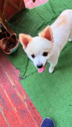 Found/Stray Male Dog last seen Bus stop near Pop Eye's on Marengo, Los Angeles, CA 90033