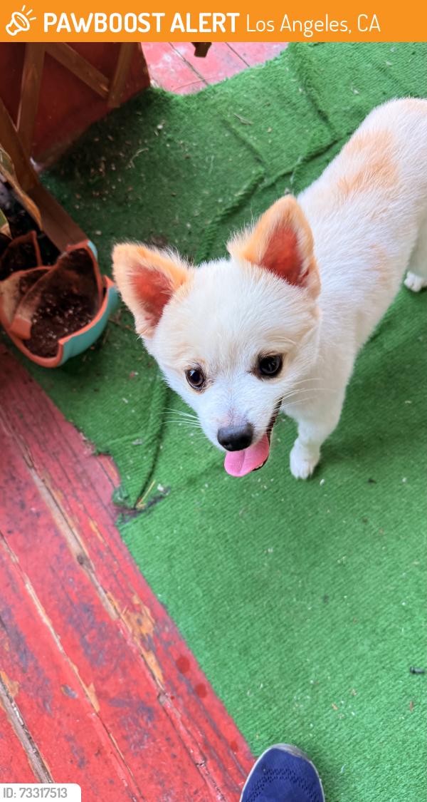 Found/Stray Male Dog last seen Bus stop near Pop Eye's on Marengo, Los Angeles, CA 90033