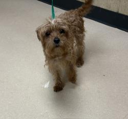 Shelter Stray Female Dog last seen Near BLOCK N 65TH ST, 3839 W Burnham St, West Milwaukee, WI 53215, USA