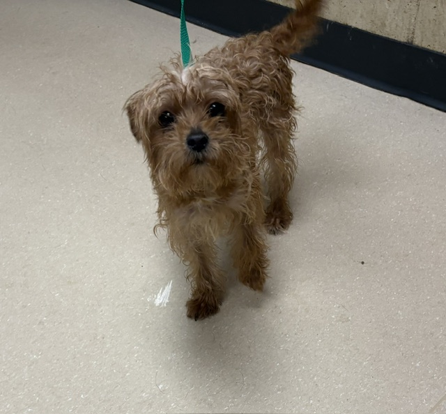 Shelter Stray Female Dog last seen Near BLOCK N 65TH ST, 3839 W Burnham St, West Milwaukee, WI 53215, USA