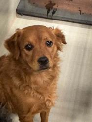Shelter Stray Male Dog last seen Near BLOCK ROBERTS LN, BAKERSFIELD CA 93308, 3951 Fruitvale Ave, Bakersfield, CA 93308, USA