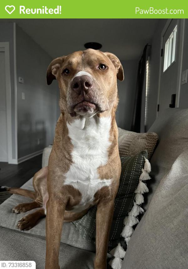 Reunited Male Dog last seen Highway 28 and Wheeling, Muncie, IN 47304
