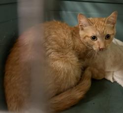 Shelter Stray Male Cat last seen Near BLOCK N 106TH ST, 3839 W Burnham St, West Milwaukee, WI 53215, USA