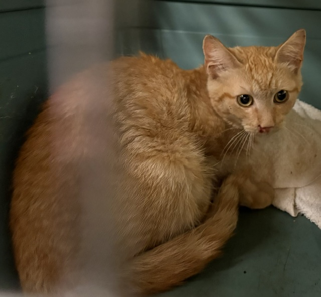 Shelter Stray Male Cat last seen Near BLOCK N 106TH ST, 3839 W Burnham St, West Milwaukee, WI 53215, USA