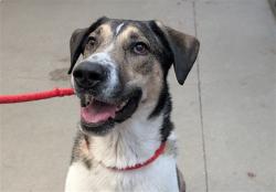 Shelter Stray Male Dog last seen , 4000 N Silverbell Rd, Tucson, AZ 85745, USA