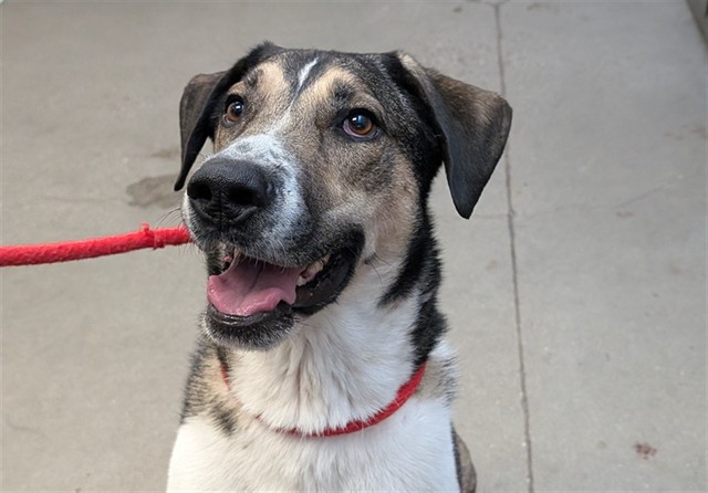 Shelter Stray Male Dog last seen , 4000 N Silverbell Rd, Tucson, AZ 85745, USA