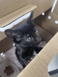 Shelter Stray Female Cat last seen Near BLOCK NW 15 AV, POMPANO BEACH FL 33069, 2400 SW 42nd St, Fort Lauderdale, FL 33312, USA