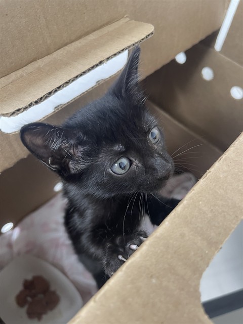Shelter Stray Female Cat last seen Near BLOCK NW 15 AV, POMPANO BEACH FL 33069, 2400 SW 42nd St, Fort Lauderdale, FL 33312, USA