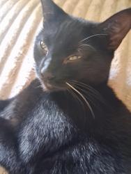 Lost Female Cat last seen Catford, London Borough of Lewisham, England 
