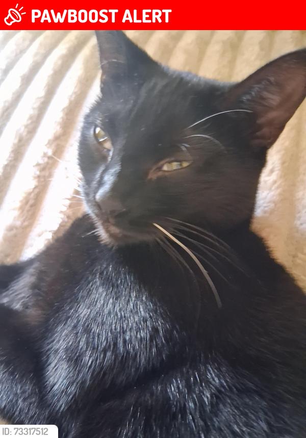 Lost Female Cat last seen Catford, London Borough of Lewisham, England 