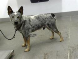 Shelter Stray Male Dog last seen VAL VISTA DR AND BROADWAY RD, 1920 S Lewis, Mesa, AZ 85210, USA