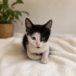 Shelter Stray Male Cat last seen , 38550 Sierra Hwy, Palmdale, CA 93550, USA