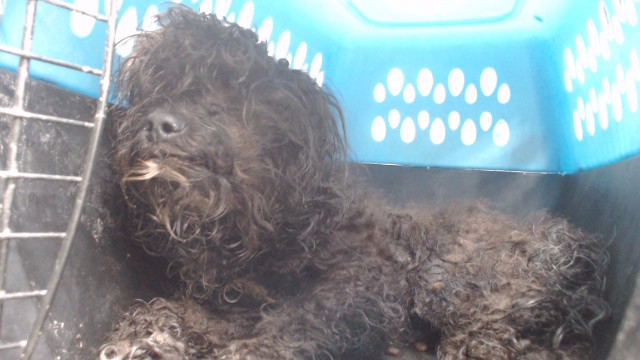 Shelter Stray Male Dog last seen , 11258 Garfield Ave, Downey, CA 90242, USA