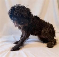 Shelter Stray Female Dog last seen , 38550 Sierra Hwy, Palmdale, CA 93550, USA