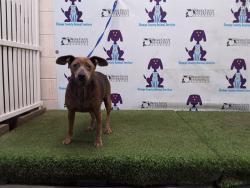 Shelter Stray Female Dog last seen , 2769 Conroy Rd, Orlando, FL 32839, USA