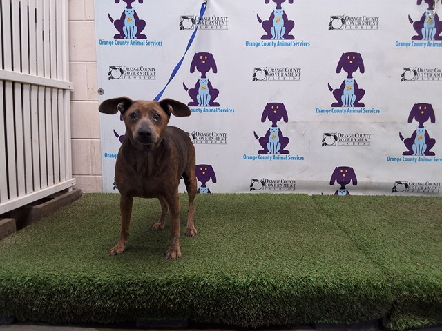 Shelter Stray Female Dog last seen , 2769 Conroy Rd, Orlando, FL 32839, USA