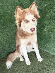 Shelter Stray Female Dog last seen , 5210 W Ave I, Lancaster, CA 93536, USA