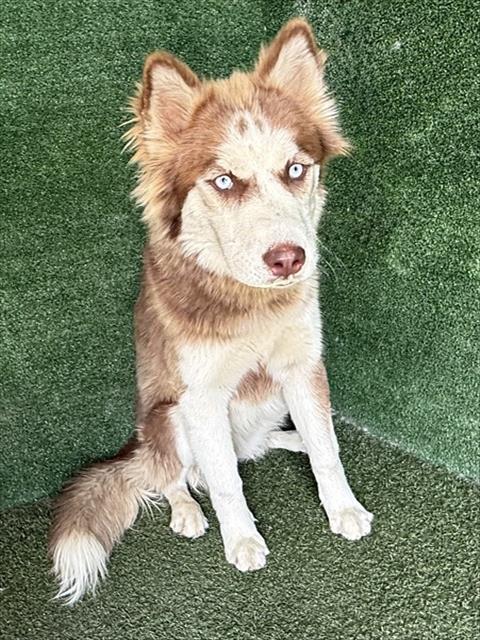 Shelter Stray Female Dog last seen , 5210 W Ave I, Lancaster, CA 93536, USA