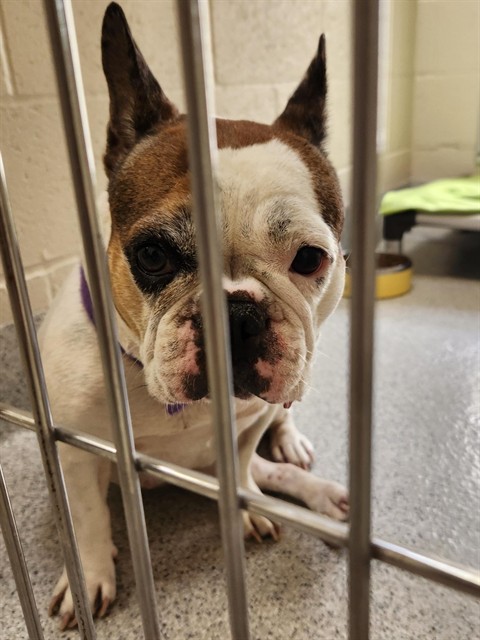 Shelter Stray Female Dog last seen WATERMAN RD / BOND RD, 9150 Union Park Way, Elk Grove, CA 95624, USA