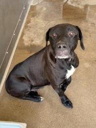 Shelter Stray Female Dog last seen ARDEN AVE AND 33RD, 333 Chandler Pl, San Bernardino, CA 92408, USA