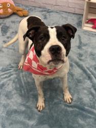 Shelter Stray Female Dog last seen Near BLOCK E HILDALE ST, DETROIT MI 48234, 7401 Chrysler Dr, Detroit, MI 48211, USA