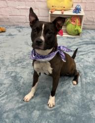Shelter Stray Female Dog last seen Near BLOCK E STATE FAIR ST, DETROIT MI 48205, 7401 Chrysler Dr, Detroit, MI 48211, USA
