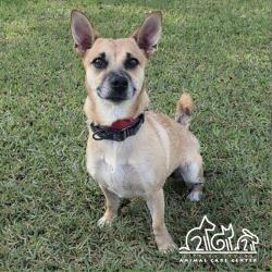 Shelter Stray Female Dog last seen BARRANCA PKWY/VALLEY OAK DR, 92618, 6443 Oak Canyon, Irvine, CA 92618, USA