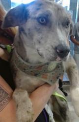 Shelter Stray Female Dog last seen Near BLOCK W I 44 SERVICE RD, 2811 SE 29th St, Oklahoma City, OK 73129, USA
