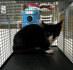 Shelter Stray Unknown Cat last seen , 232 Eslinger Way, Sanford, FL 32773, USA