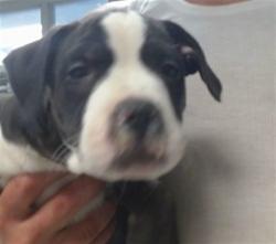 Shelter Stray Male Dog last seen SW 44TH/LINDSEY, 2811 SE 29th St, Oklahoma City, OK 73129, USA