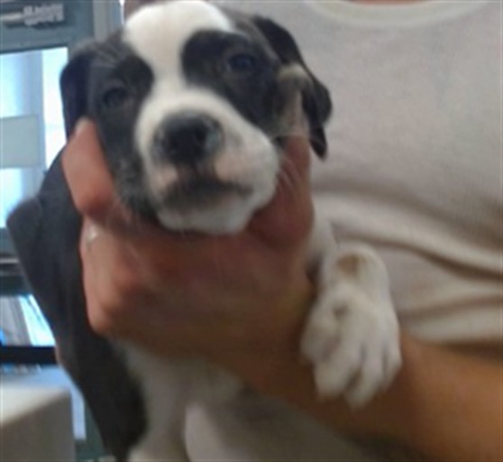 Shelter Stray Male Dog last seen SW 44TH/LINDSEY, 2811 SE 29th St, Oklahoma City, OK 73129, USA