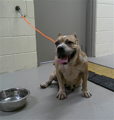 Shelter Stray Female Dog last seen Near BLOCK WYNDHAM CREST BLVD, 232 Eslinger Way, Sanford, FL 32773, USA