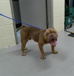 Shelter Stray Male Dog last seen Near BLOCK WYNDHAM CREST BLVD, 232 Eslinger Way, Sanford, FL 32773, USA