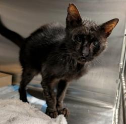 Shelter Stray Male Cat last seen MIDWAY AVE MASCOTTE, 12280 County Rd 448, Tavares, FL 32778, USA