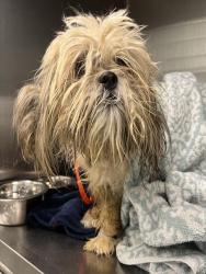 Shelter Stray Female Dog last seen CAPSTONE DR & HEARTHSTONE WAY MASCOTTE, 12280 County Rd 448, Tavares, FL 32778, USA