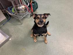 Shelter Stray Male Dog last seen Near BLOCK US 84-285 SANTA FE NM 87506, 100 Caja Del Rio Rd, Santa Fe, NM 87507, USA