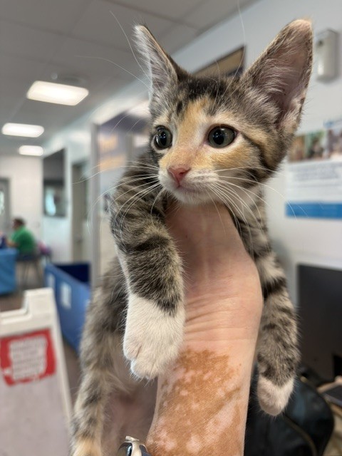 Shelter Stray Female Cat last seen , 14409 Vanowen St, Van Nuys, CA 91405, USA