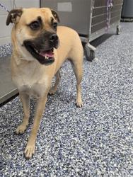 Shelter Stray Female Dog last seen Near BLOCK SAN PABLO AVE, PALM DESERT, CA 92260, 72050 Pet Land Pl, Thousand Palms, CA 92276, USA