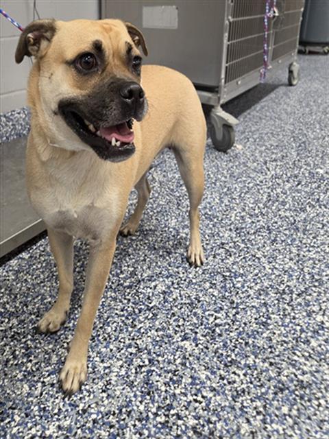 Shelter Stray Female Dog last seen Near BLOCK SAN PABLO AVE, PALM DESERT, CA 92260, 72050 Pet Land Pl, Thousand Palms, CA 92276, USA
