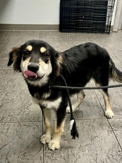Shelter Stray Male Dog last seen , 11361 W Pico Blvd, Los Angeles, CA 90064, USA