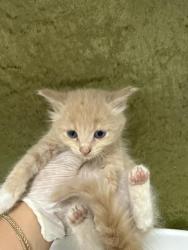Shelter Stray Female Cat last seen Near BLOCK HARLOW AVE, RIVERSIDE CA 92503, 6851 Van Buren Boulevard, Jurupa Valley, CA 92509, USA