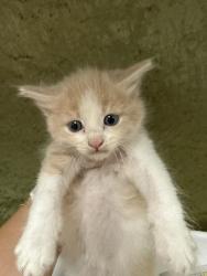 Shelter Stray Male Cat last seen Near BLOCK HARLOW AVE, RIVERSIDE CA 92503, 6851 Van Buren Boulevard, Jurupa Valley, CA 92509, USA