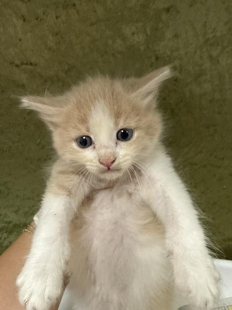 Shelter Stray Male Cat last seen Near BLOCK HARLOW AVE, RIVERSIDE CA 92503, 6851 Van Buren Boulevard, Jurupa Valley, CA 92509, USA